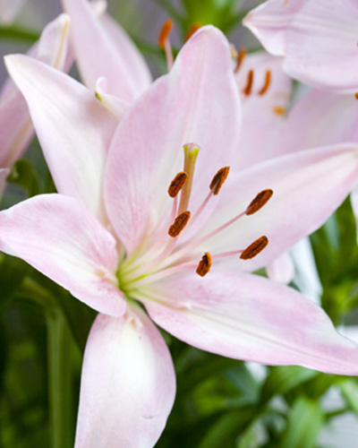 Ľalia asiatic Roze/ Pink 16/18, 50 ks